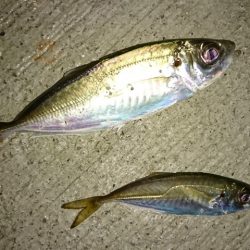 淡路島港内アジング